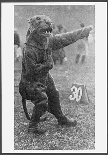 Pitt Panther 